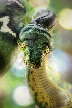 celestiol:  Emerald Tree Boa | by Manuela Kulpa 