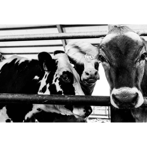 The Cow Crew. Sony Alpha 6300 | E PZ 16-50mm @ 24mmISO 500 | 1/500 sec | f/6.3 #reggiocalabria #ig