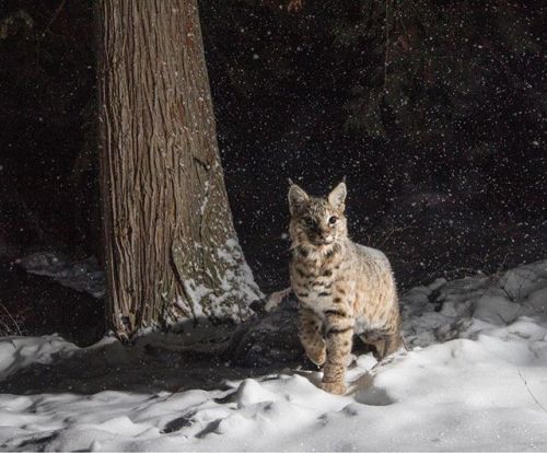 ncascades:Bobcat on a snowy night on the east slope of the North Cascades.: @moskowitz_david•David M