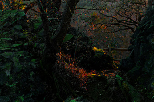 90377:Leben auf Steinen / Life on Stones by Netsrak on Flickr.