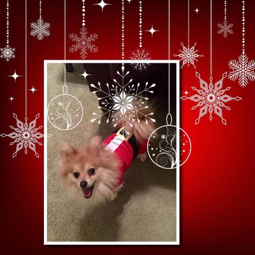 Christmas jammies for Rocco! ❤️ #instapom #poms #pomeranian #pomsofinstagram #christmas