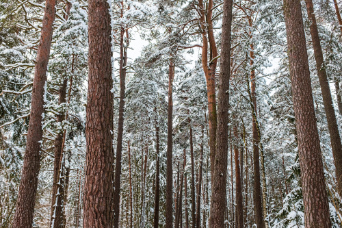 Fly Through the Forest(Photo: d.)