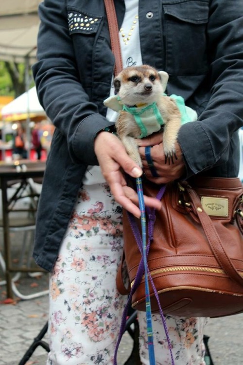 Someone was walking their pet meerkats in Yoyogi Park. One is dressed as a pirate, the other as a fa