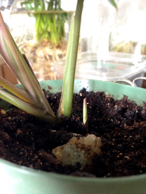 A new sprout next to my main prayer plant. Happy it’s looking healthy again!