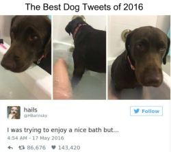 tastefullyoffensive:  wwinterweb: The Best Dog Tweets of 2016 (see 30 more) Previously: The Best Cat Tweets of 2016 