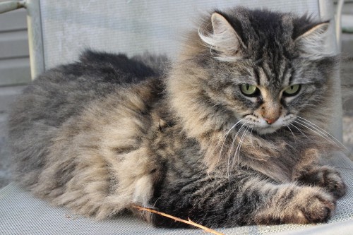 dollsahoy:  thelifeofacatlady:  dollsahoy:  Floof vs Stick  Please tell me it’s actual name is floof.  It is!  We found her last year and started referring to her as The Floofy Cat while we were trying to find her real owners.  No-one ever turned