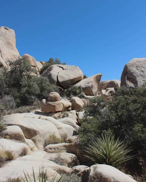 Cali #joshuatree #joshuatreenationalpark #naturephotography #nationalpark #nature #desertlife #photo