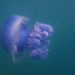 lionfloss:Jellyfish (Rhizostoma pulmo)