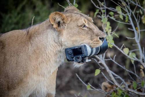 Lioness Steals A Photographers Camera, Gives It To Her Cubs As A New Toy