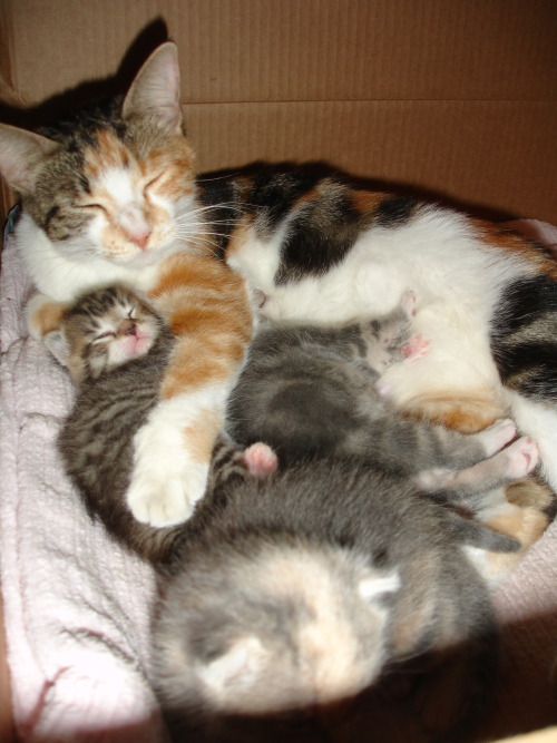 dixieandherbabies:dixieandherbabies:7/8/2009They are trying to open their eyes.  Dixie and her 