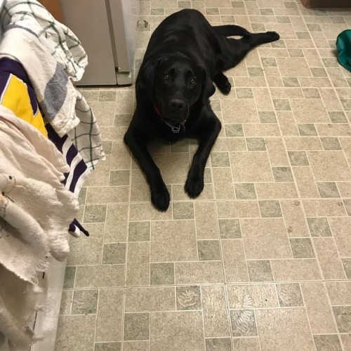 Celo is turning into a really fun kitchen companion. He just sits off to the side and doesn’t beg. B