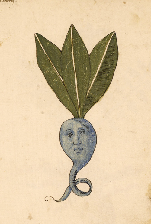 This plant on fol. 42r of LJS 419 is not the Oddish we need nor the one we deserve right now, and I 