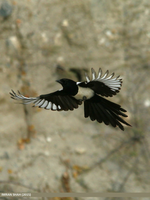 fatedeniedhope:ainawgsd:The black-billed magpie (Pica hudsonia), also known as the American magpie, 