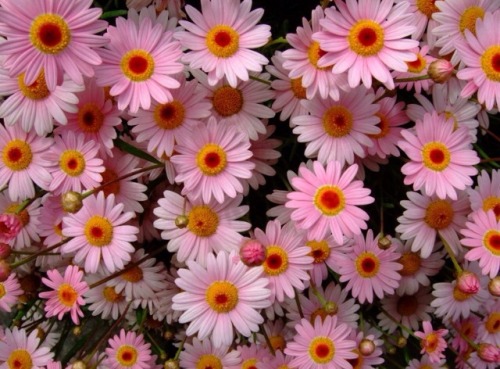 XXX baeboy:  Argyranthemum ‘sassy pink’  photo
