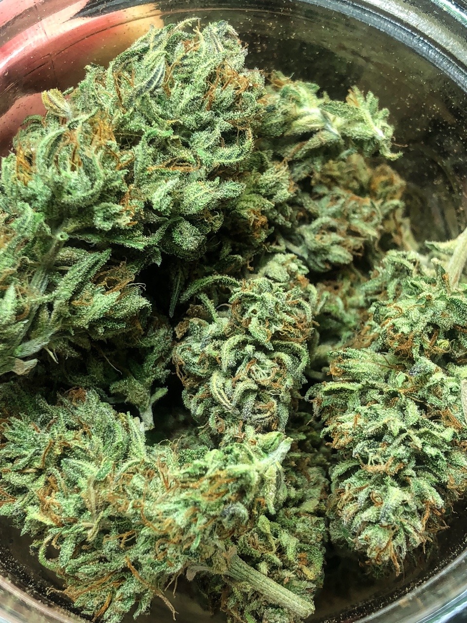 trichomephotography:  Trimming up the last of my Sucker Punch 🌿🌿