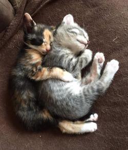 awwww-cute:  I get to be the big spoon! (Source: http://ift.tt/1QzDFlW)