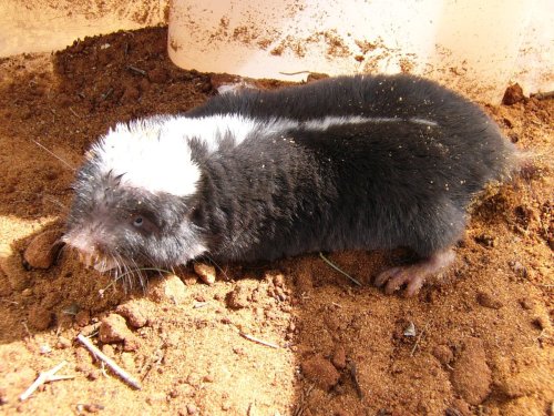 ainawgsd:The Damaraland mole-rat, Damara mole rat, or Damaraland blesmol (Fukomys damarensis) is a b