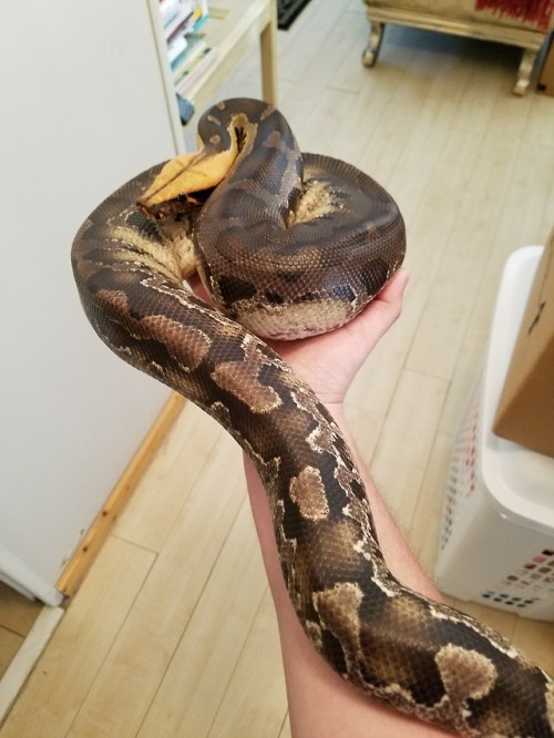 python