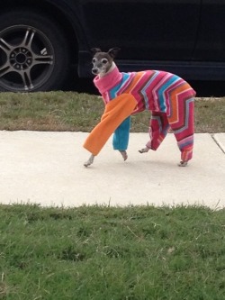 jazzymotive:  This dog was just walking down
