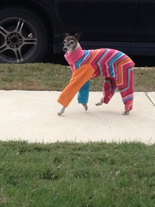 jazzymotive:  This dog was just walking down my street. 