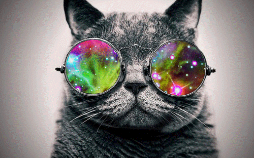 faltariamaspuntocom:  Gato drogata