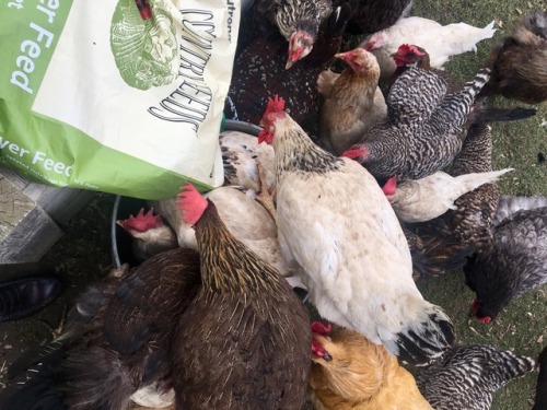 I had 34 chicken helpers this morning while filling the feed pail. There are at least 8 chickens sta