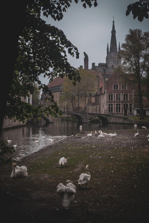 Swans of Bruges