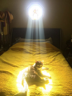 occultlylittlespace: whateverstop:  I’m sobbing omfg   Kitties are solar-powered. It’s true. 