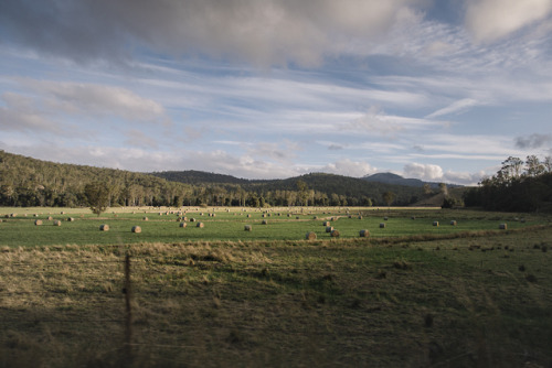 stephaniedolen:driving through Tasmanian farmland outside Launceston 