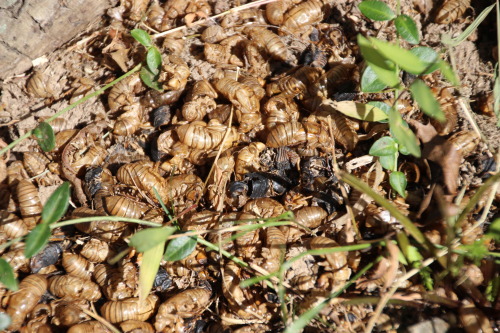Thought I had seen the last of the cicadas&hellip; until I stumbled on this pile of cicada shell