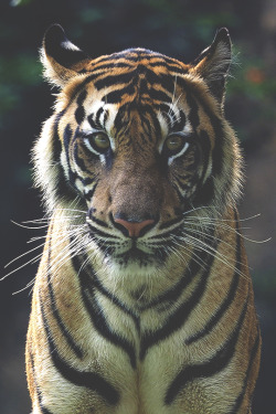 modernambition:  Intense Look | MDRNA | Instagram