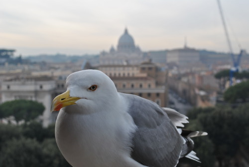 One day we had a quick lunch at the Castel Sant'Angelo, with a perfect view of Saint Peter’s. 