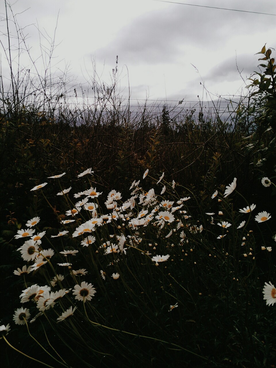 nawwwbitch:~What sunshine is to flowers, smiles are to humanity. These are but trifles,