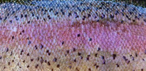 edeltrouts:  rainbow