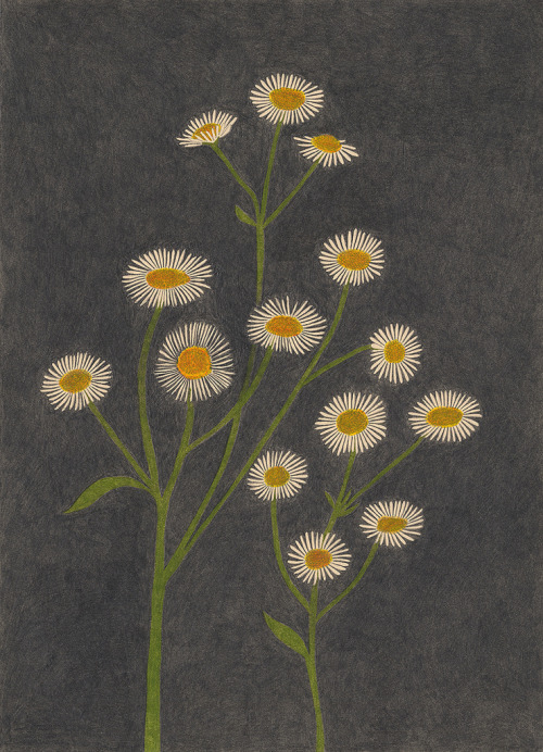 1000drawings: by Yoko Nakajima