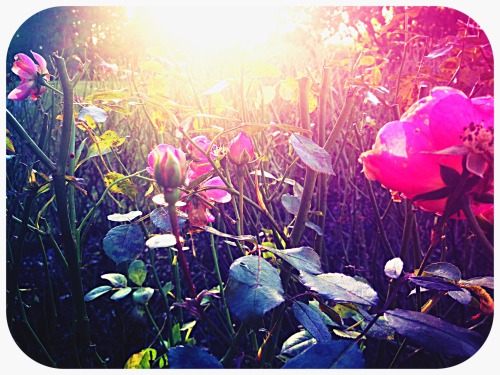 Pictures Of Flowers Taken Throughout The Year (Plus A Snail My Nephew Adopted)