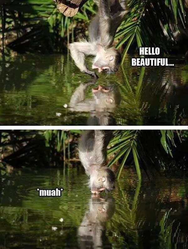 mookie-is-mindless-for-girls:  giantgag-com:  Hello Beautiful  awww!