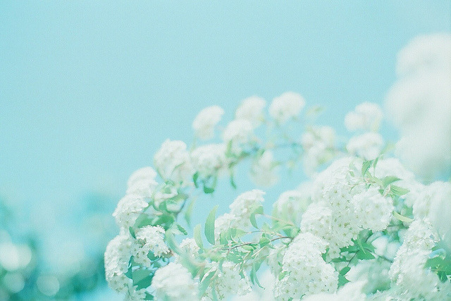 floralls:    by  moco  