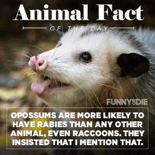 Animal Fact of the Day