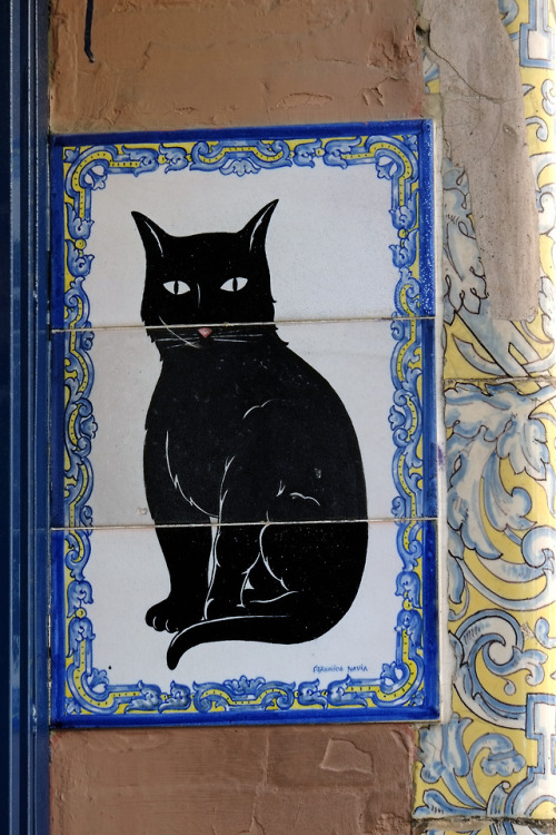 scavengedluxury:Black cat. Seville, February 2018.