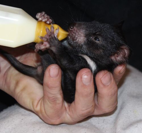 Porn photo catsbeaversandducks:Tasmanian Devil Babies!There’s