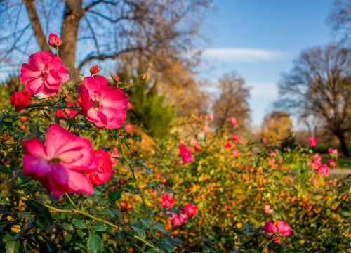 Porn Last Flowers -Autumn by MR-Pictures photos