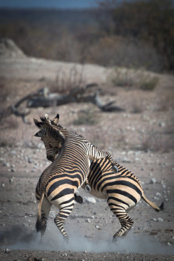 precariously-close:  Zebras Dancing by Martin Abela 