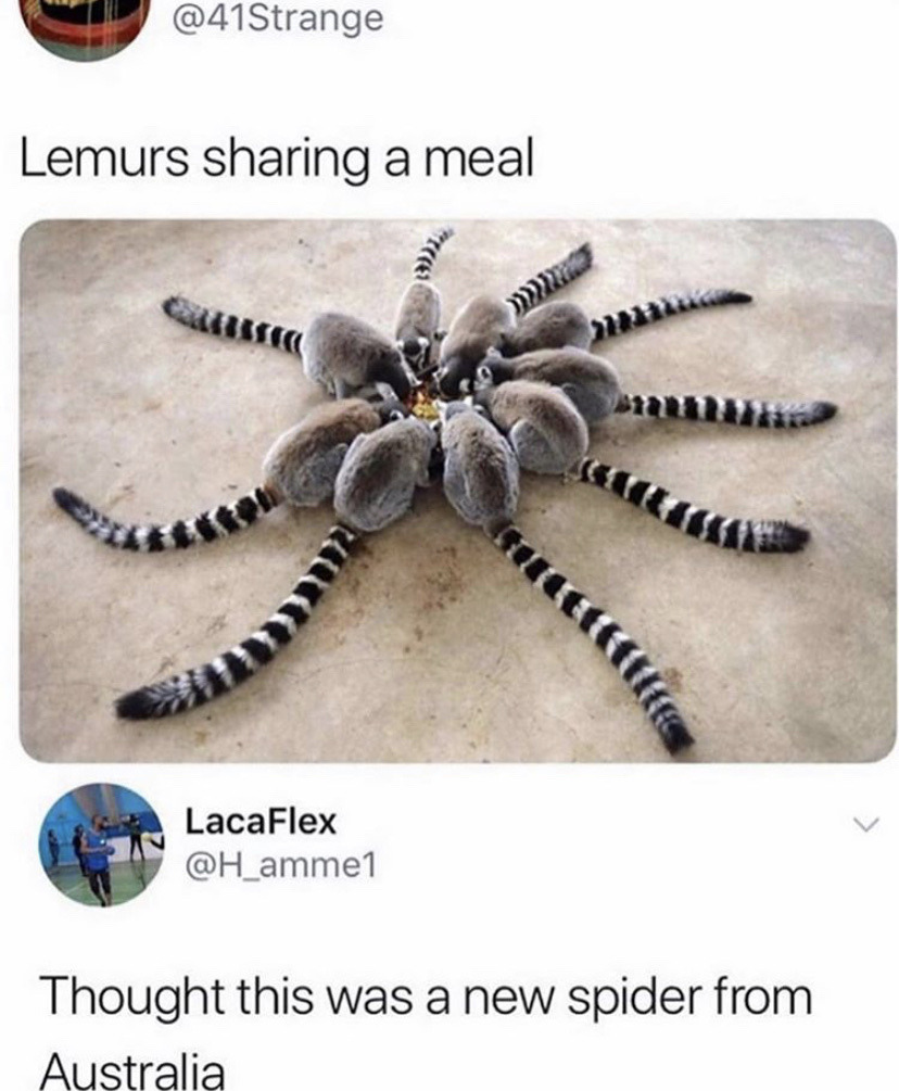 Memes Have Consumed My Soul Memes Have Consumed My Soul