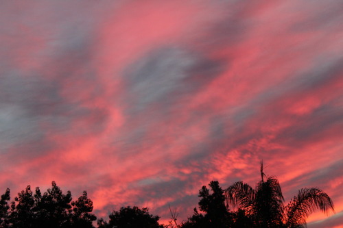 Some photos I took a week or two ago.The sky turns this amazing cotton candy color and I just can&rs