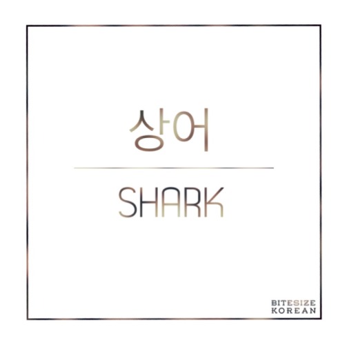 bitesizekorean: 상어: Shark