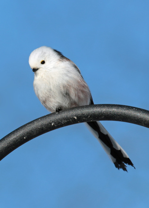 Long-tailed Tit/stjärtmes. Värmland, Sweden (February 15, 2016).