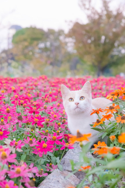 Poco33 (Japanese, Japan) - 戸田川緑地のねこ, 2014, Photography