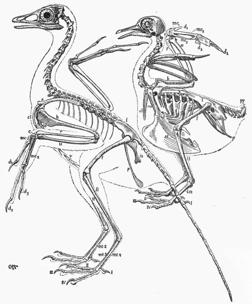 scientificillustration:Comparative illustration of the skeletal anatomy of Archaeopteryx and a moder