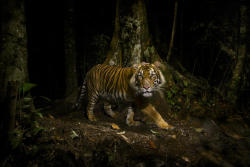 awkwardsituationist:  where more than 100,000 wild tigers roamed the forests and grasslands of asia as recently as 100 years ago, today less than 3,200 tigers remain, and of those, less than a third are breeding females. though they’re quickly disappearin